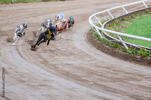 Greyhound dogs racing