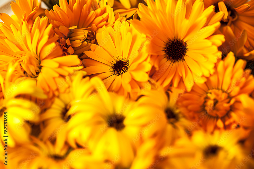 Ringelblume (Calendula officinalis) Ringelblume (Calendula officinalis)