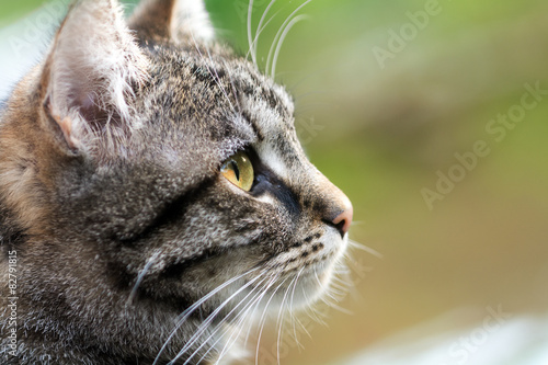 tabby cat head profile, close up with copy space