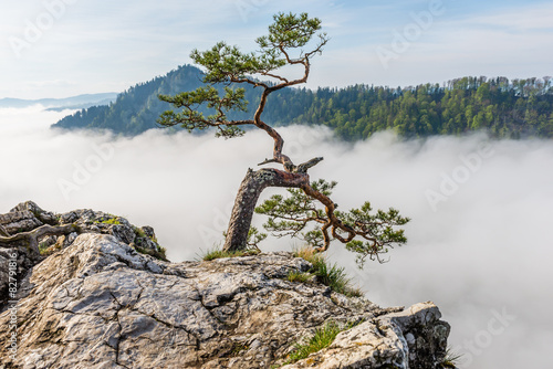 Obraz na płótnie Sokolica Peak in Pieniny, Poland w salonie