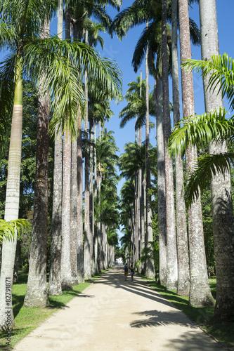 Avenue of Royal Palms Botanic Garden Rio