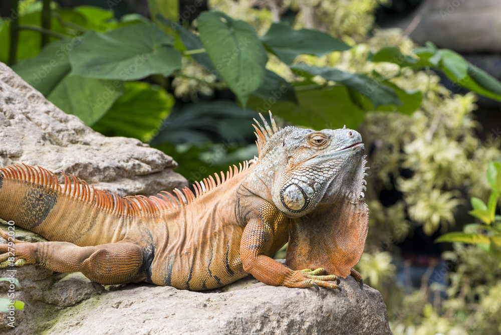 large iguana