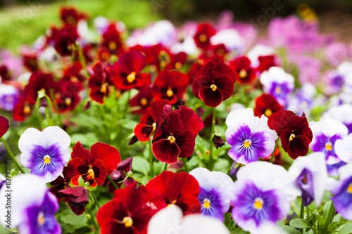 Fototapeta Naklejka Na Ścianę i Meble -  Beautiful violet flowers