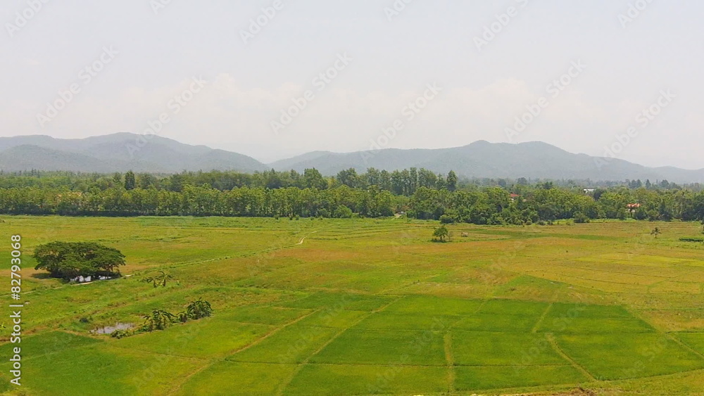 aerial view buffalo life in rice field on thailand countryside aerial view buffalo life in rice field on thailand countryside