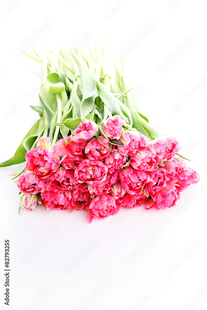Fototapeta premium pink tulips