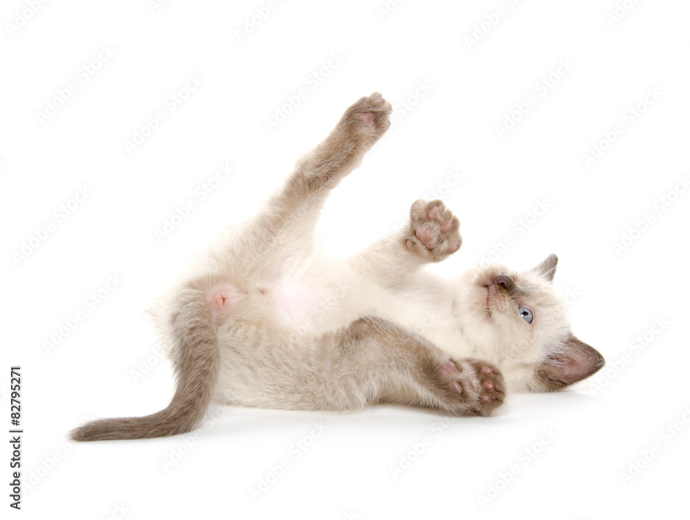 Cute kitten laying down on white Cute kitten laying down on white