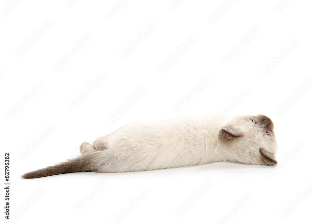 Fototapeta premium Cute kitten laying down on white