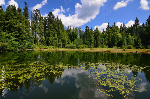 Calm forest pond