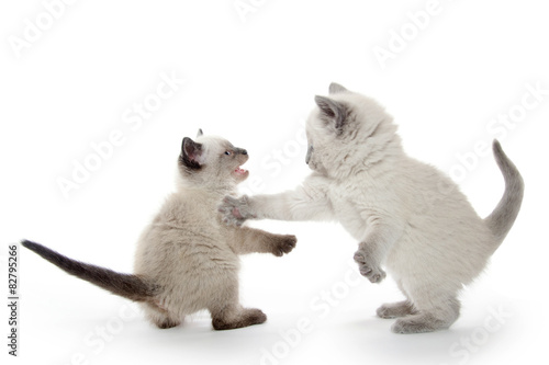 Two cute kittens fighting