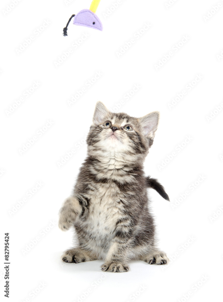 Obraz premium Cute tabby kitten