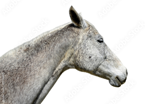Horse portrait isolated on a white background
