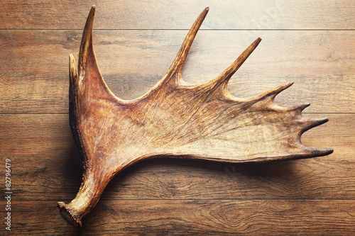 Fényképezés Moose antler on wooden background
