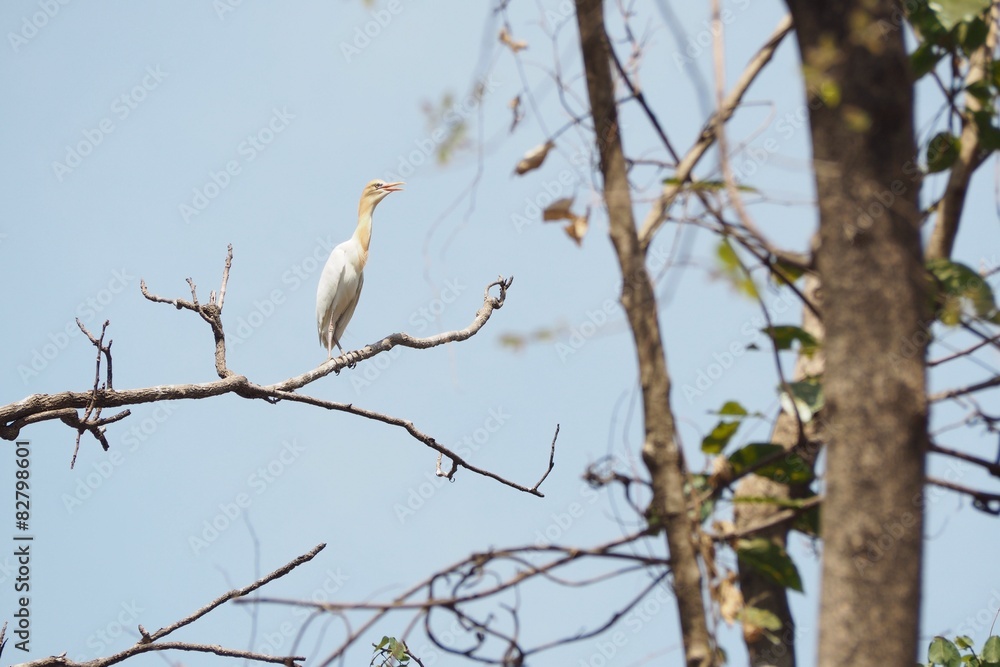 A Cattle egret on the branch in Sukhothai, Thailand A Cattle egret on the branch in Sukhothai, Thailand