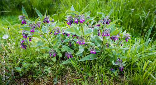 Purple flowering common comfrey plants from close photo
