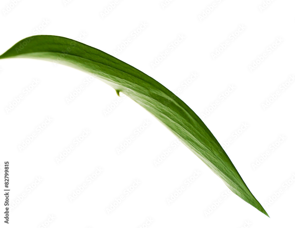 Green leaf isolated on white Green leaf isolated on white