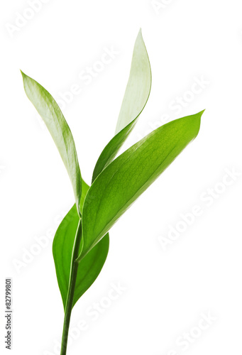 Branch with fresh green leaves, isolated on white