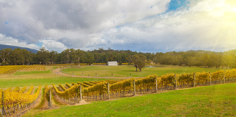 Vineyard in Yarra Valley, Australia at sunset