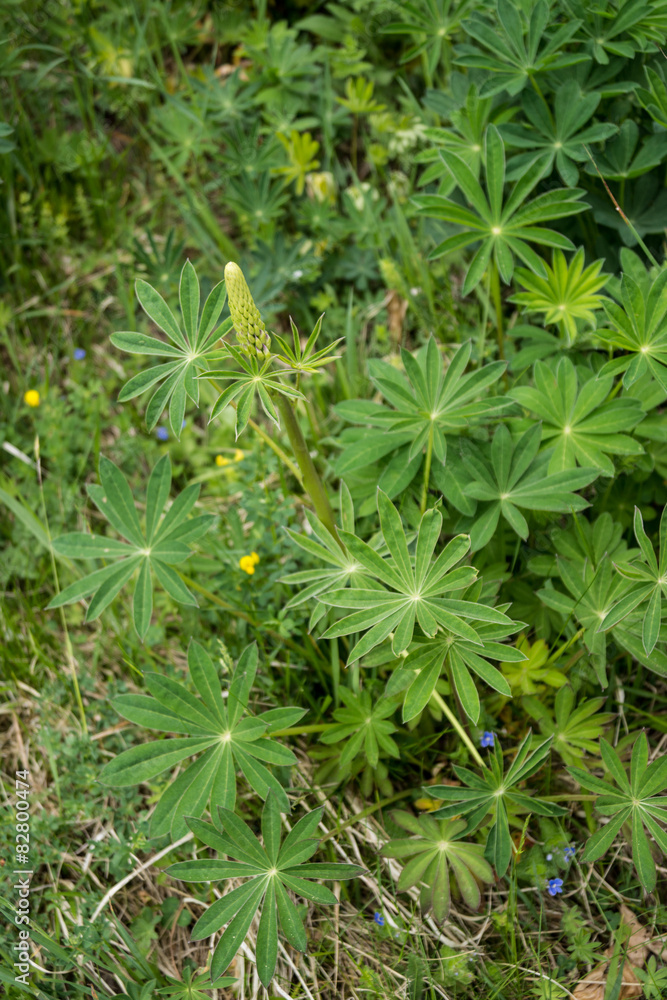 Lupine Lupine
