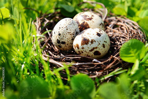 Nest with bird eggs over green bush background