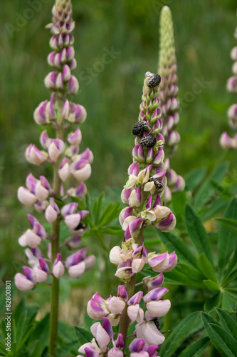 Lupine mit Rosenkäfer