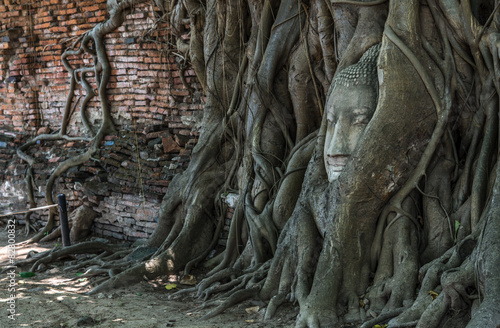 Buddha Head in the tree at Ayutthaya Historicak Park photo