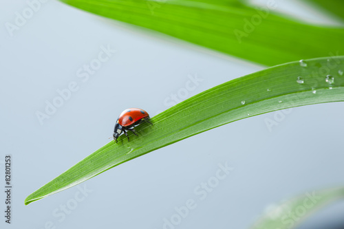 Ladybug on Leaf  © Buyanskyy Production