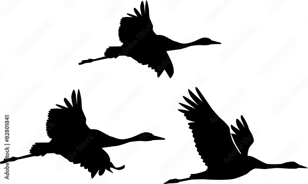 Obraz premium Group of Cranes