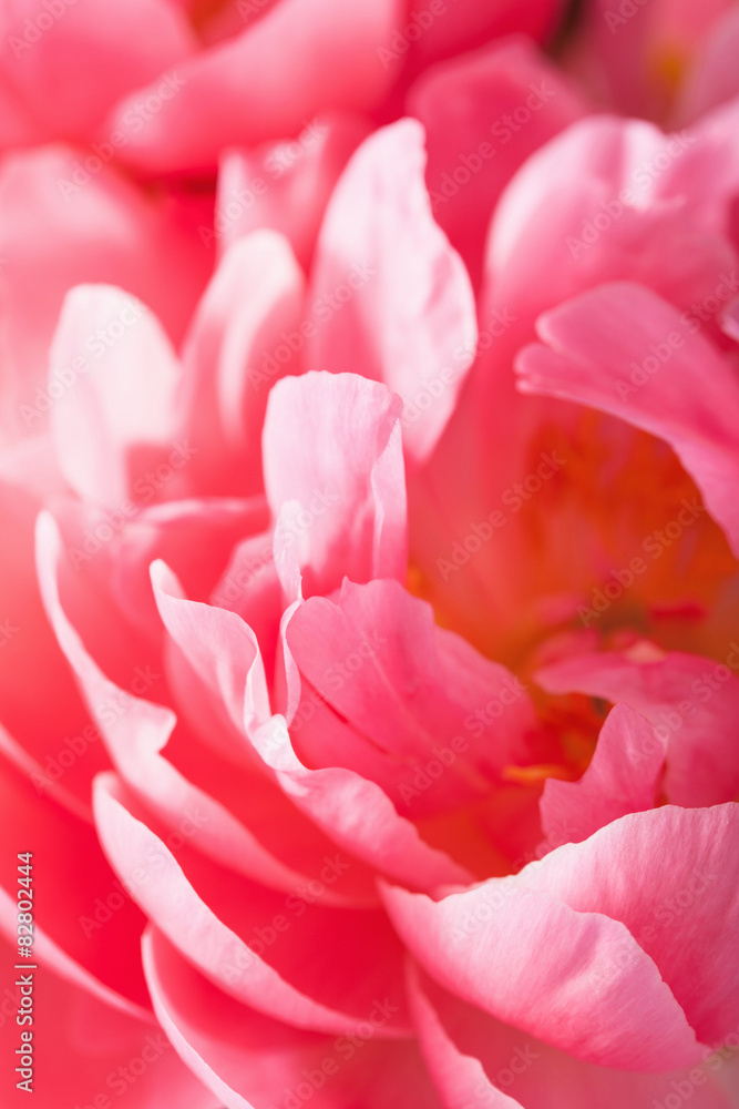 pink peony flower petals macro background