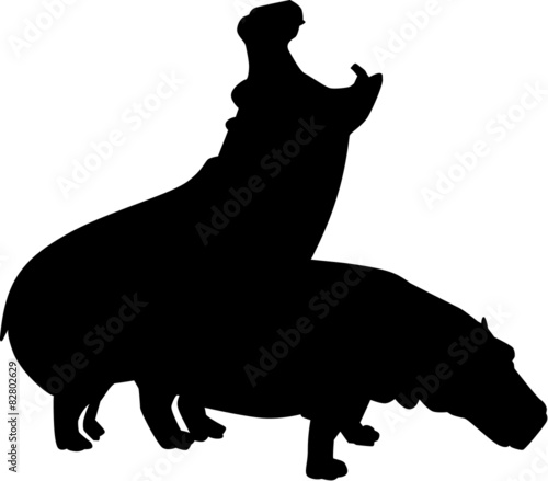 Hippos having sex
