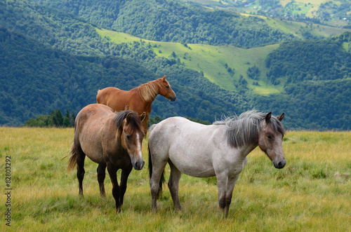 Three horses in mountains
