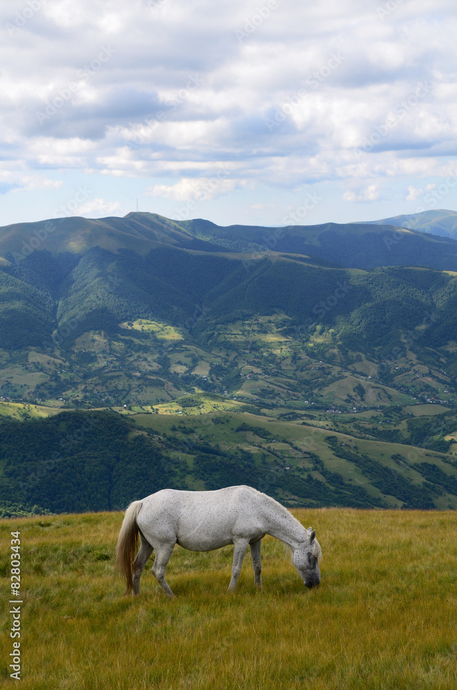 Single horse in mountains