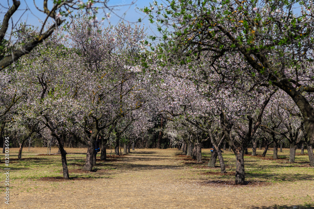 Almendros en flor en un parque de Madrid Almendros en flor en un parque de Madrid