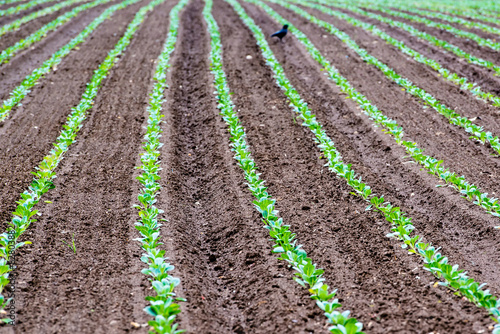 Rows of recently planted lettuce with bird