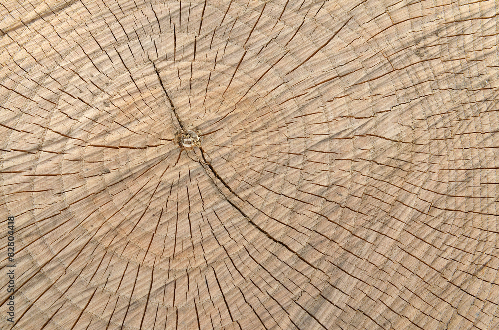 Fototapeta premium holz