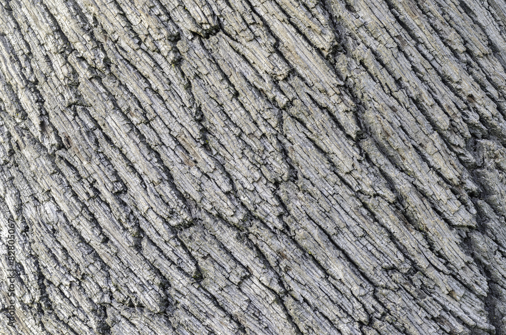Close up of the bark on a Holm Oak tree.
