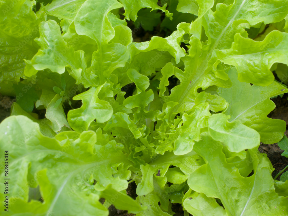Green salad Green salad