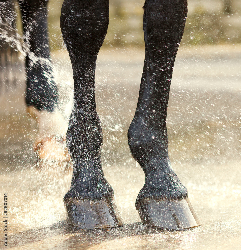 Fototapeta premium Washing of feet and hooves horse closeup