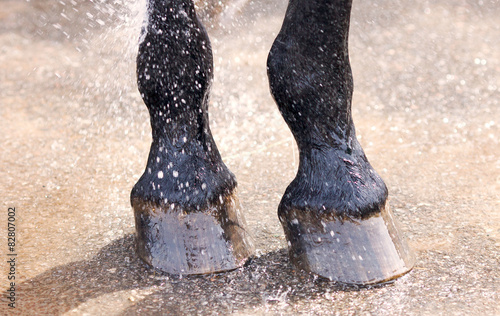 Washing of feet and hooves horse closeup
