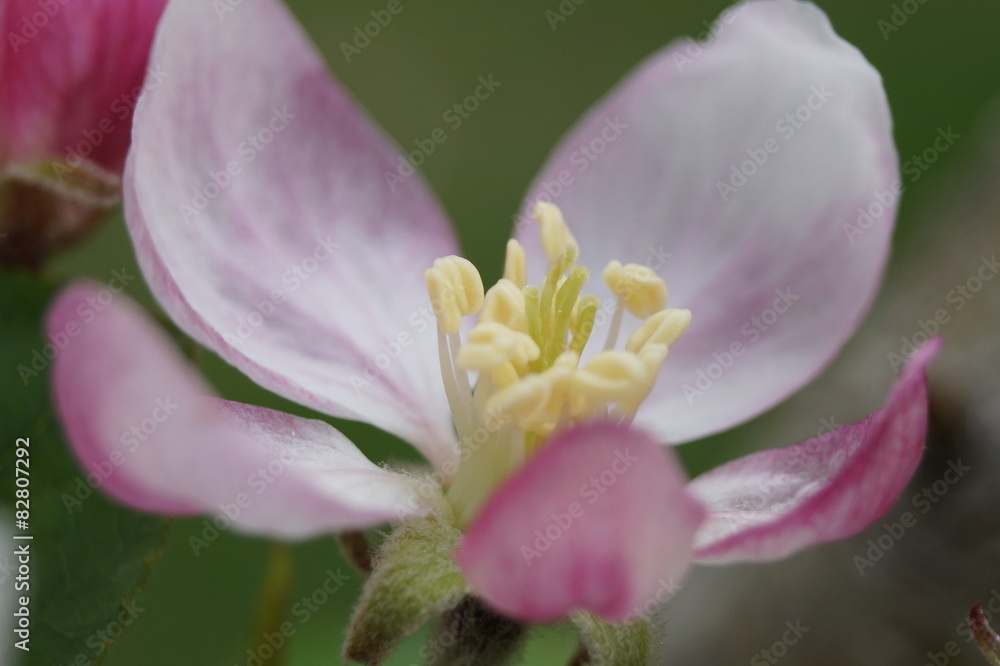 Fototapeta premium Apfelblüte