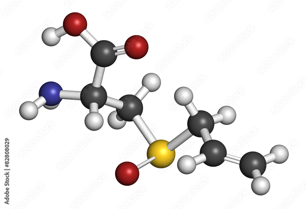 Alliin garlic molecule. Alliin garlic molecule.