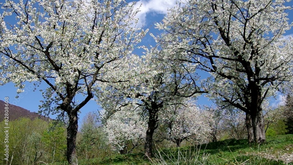 Blooming cherry trees in spring
Blooming cherry trees in spring