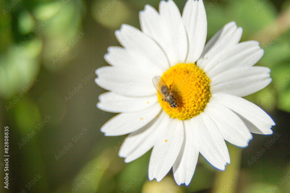 a fly on a white and yellow flower
a fly on a white and yellow flower