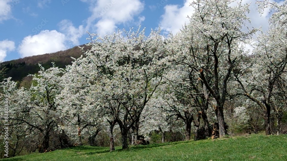 Blooming cherry trees in spring
Blooming cherry trees in spring