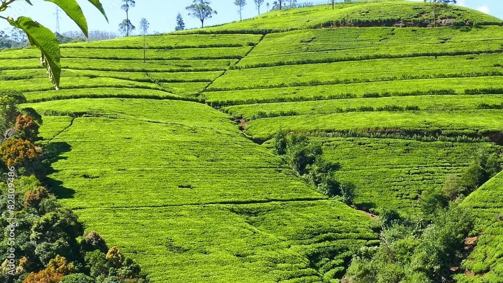 panorama of mountain tea plantation in Sri Lanka
panorama of mountain tea plantation in Sri Lanka