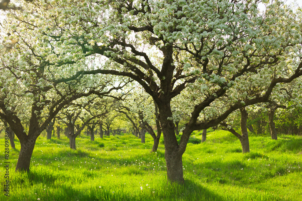 Fototapeta premium Spring trees