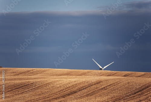 Wind turbine blades seen above the crest of a field.   photo