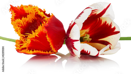 Fototapeta Naklejka Na Ścianę i Meble -  red with orange and red with white tulips.