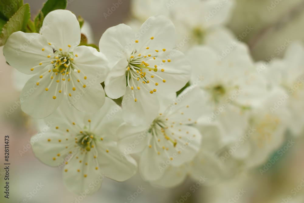 Cherry blossom flower. Background blur bokeh Cherry blossom flower. Background blur bokeh