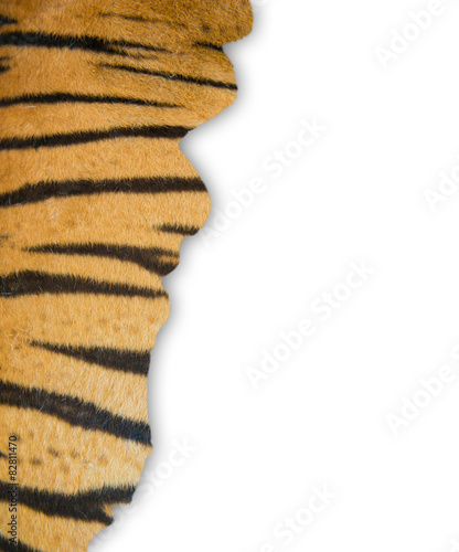 Fototapeta Naklejka Na Ścianę i Meble -  tiger fur on white background