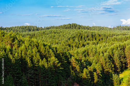 Tableau sur toile taiga forest